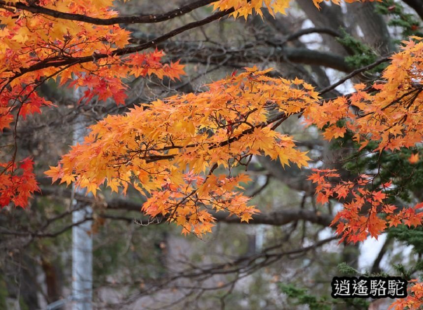 真駒內車站前楓紅層層-日本駱駝