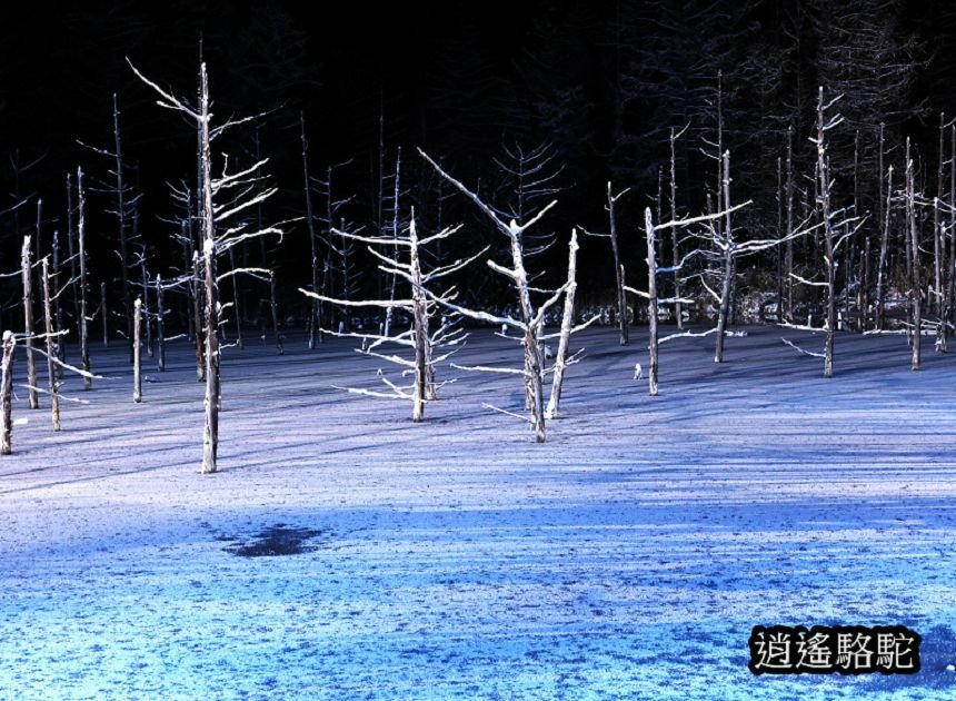 白金青池夜景-日本駱駝