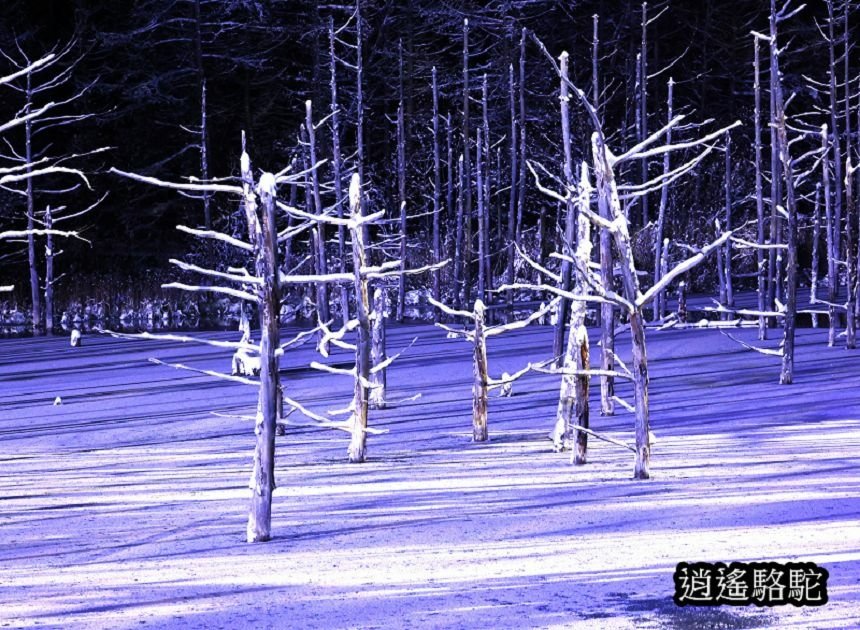 白金青池夜景-日本駱駝