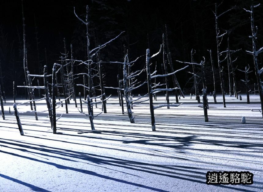 白金青池夜景-日本駱駝