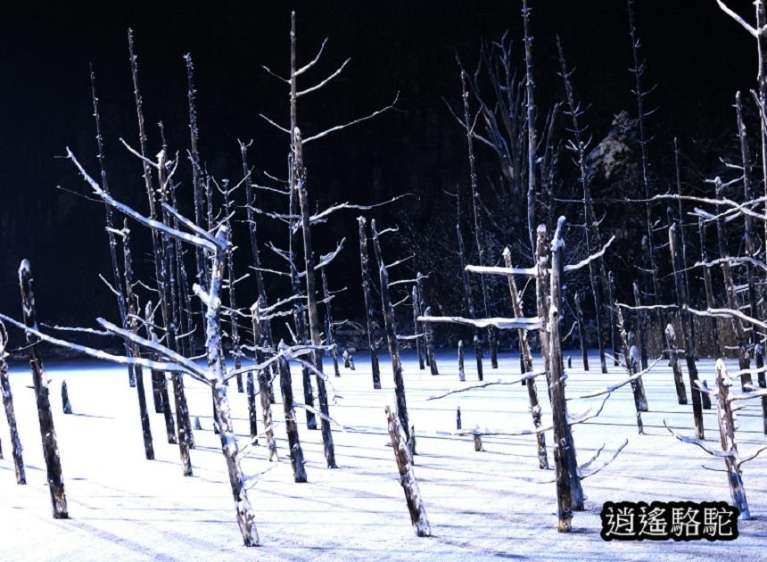 白金青池夜景-日本駱駝