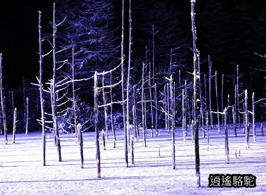 白金青池夜景-日本駱駝