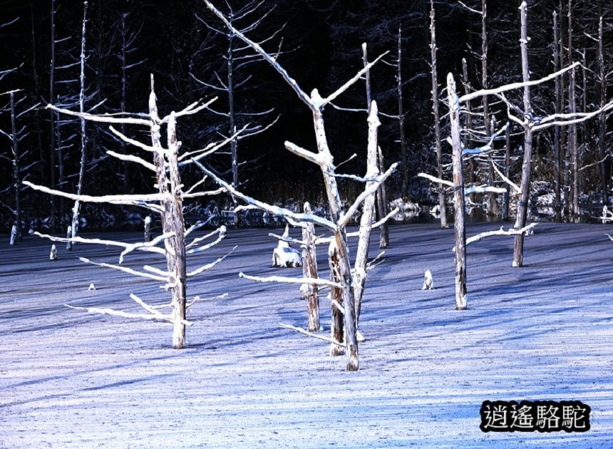 白金青池夜景-日本駱駝