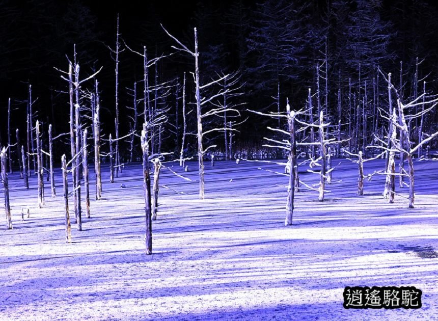 白金青池夜景-日本駱駝