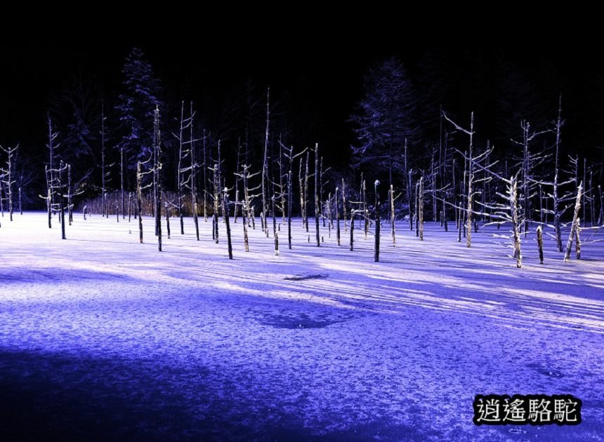 白金青池夜景-日本駱駝