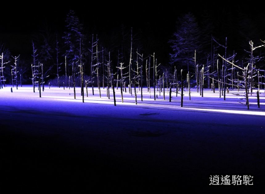 白金青池夜景-日本駱駝