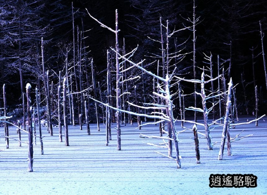 白金青池夜景-日本駱駝