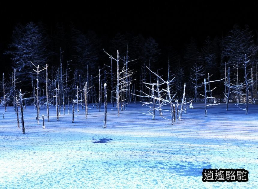 白金青池夜景-日本駱駝