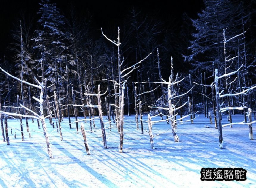 白金青池夜景-日本駱駝