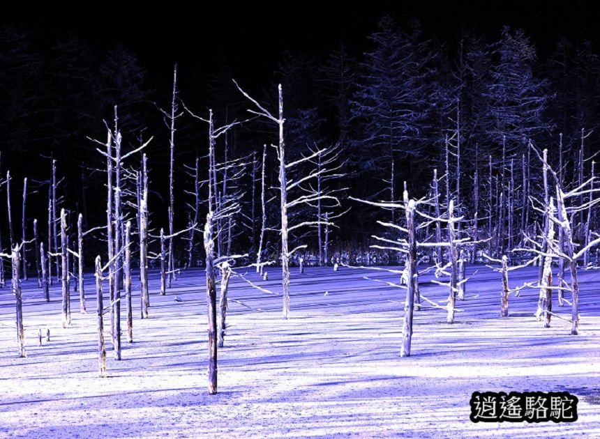 白金青池夜景-日本駱駝