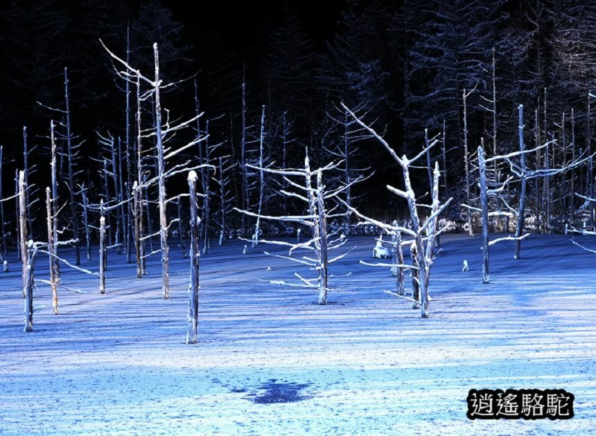 白金青池夜景-日本駱駝