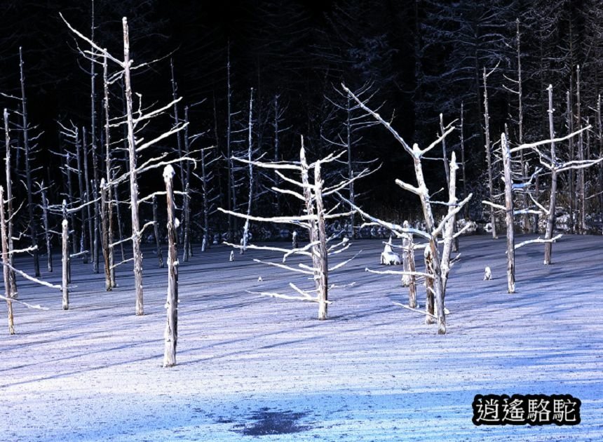 白金青池夜景-日本駱駝