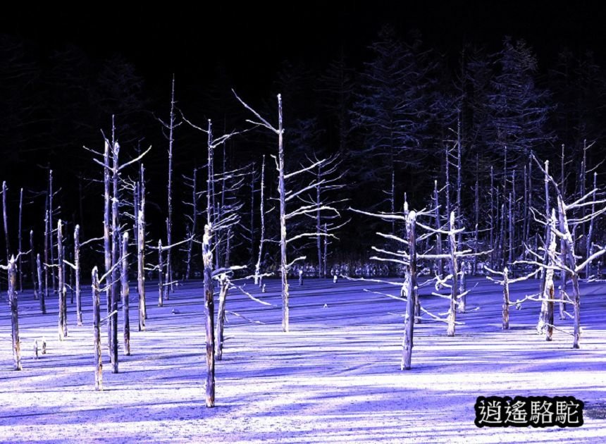 白金青池夜景-日本駱駝