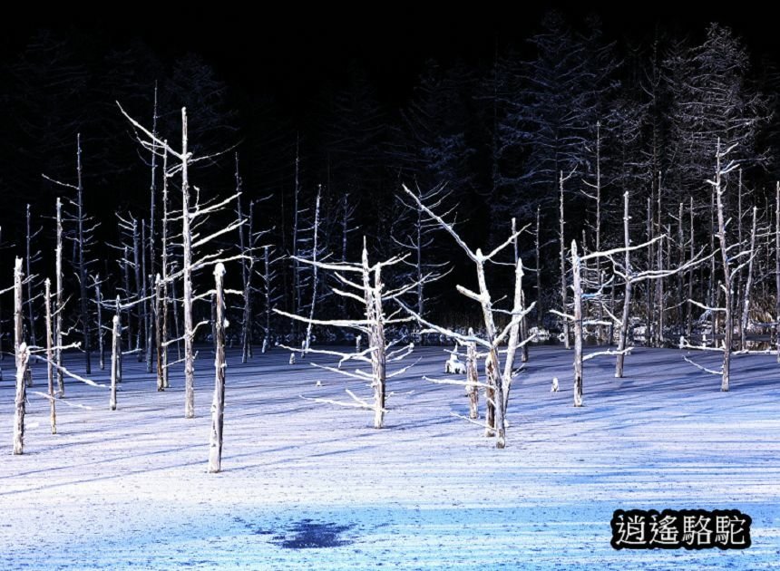 白金青池夜景-日本駱駝