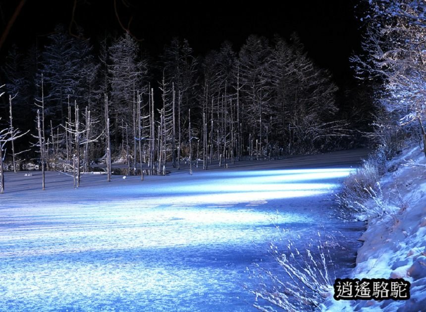 白金青池夜景-日本駱駝