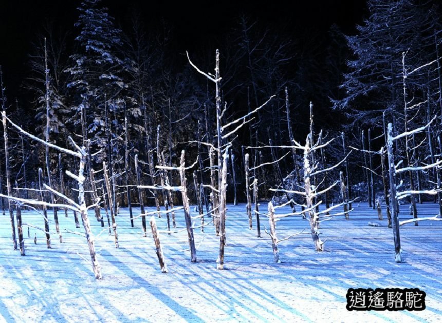 白金青池夜景-日本駱駝