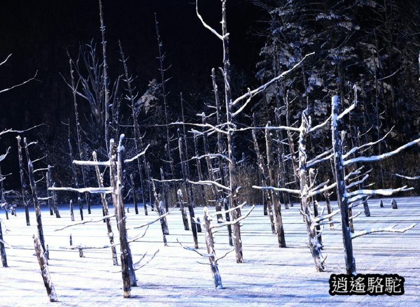 白金青池夜景-日本駱駝