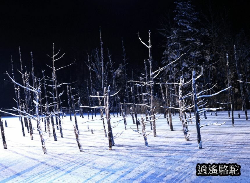 白金青池夜景-日本駱駝