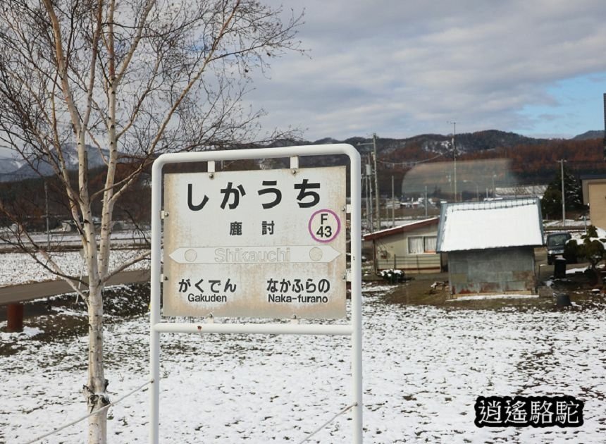 富良野車站-日本駱駝