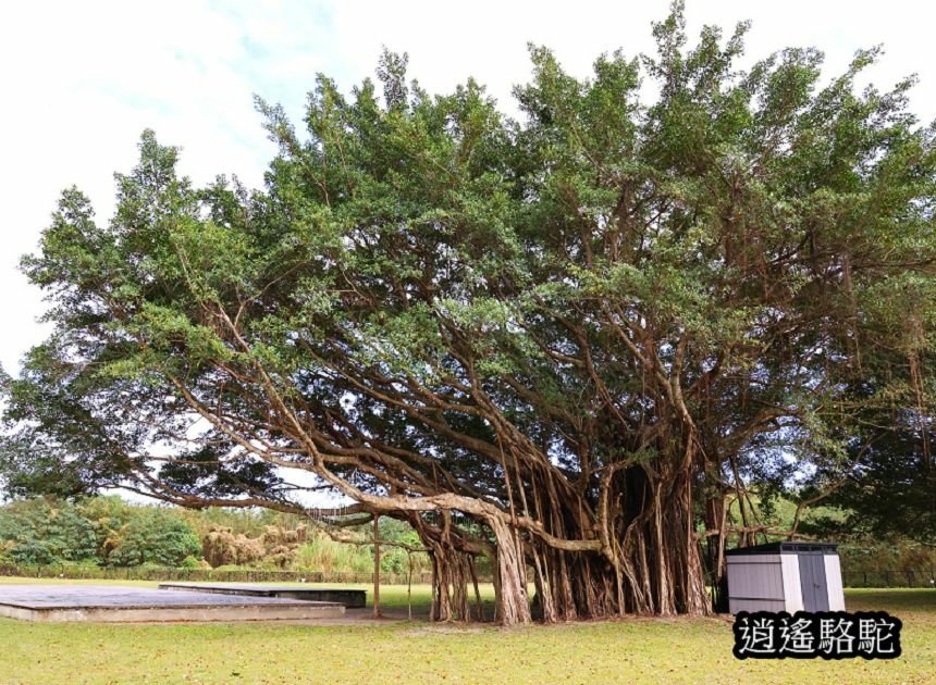 煙波花蓮太魯閣沁海館-新城駱駝