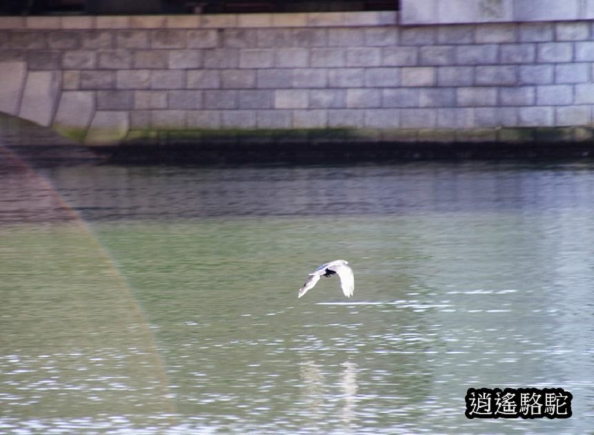 釧路川幣舞橋-日本駱駝