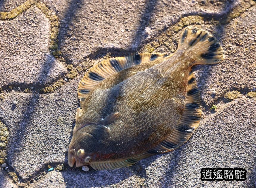 釧路川幣舞橋-日本駱駝