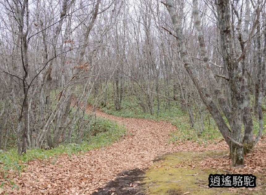 細岡展望台-日本駱駝