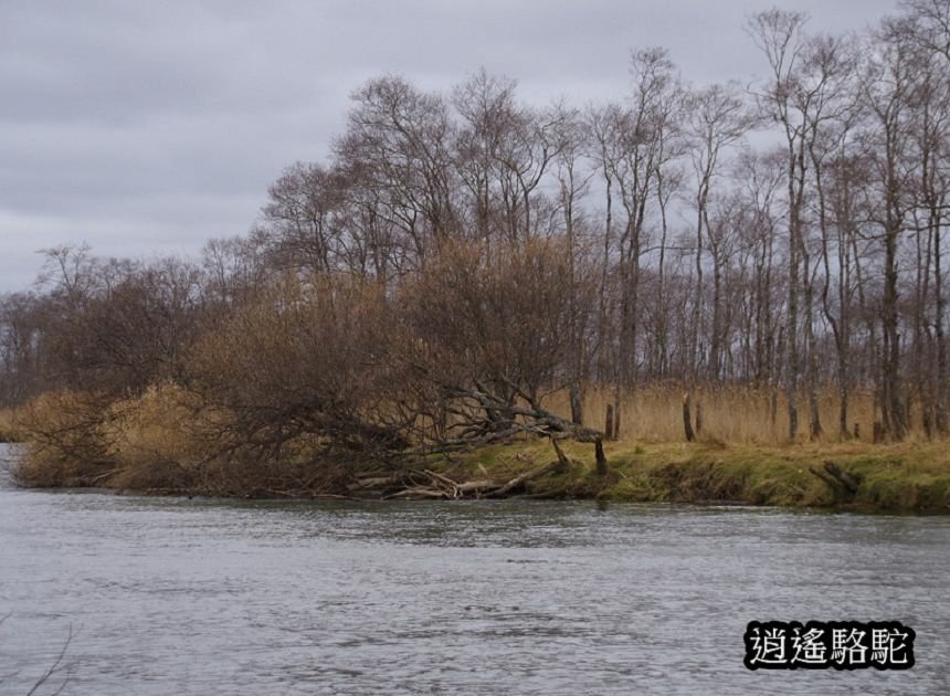 細岡旅客休息區-日本駱駝