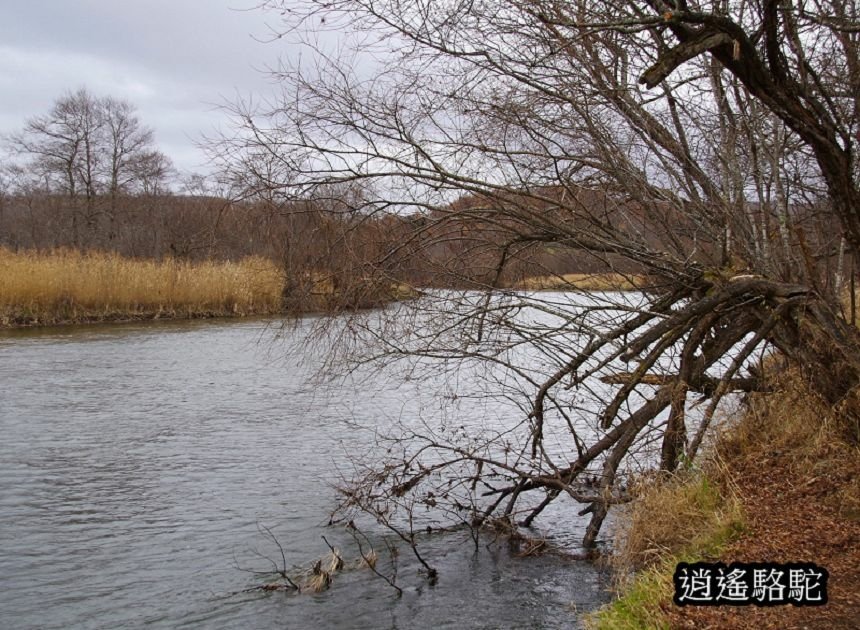 細岡旅客休息區-日本駱駝