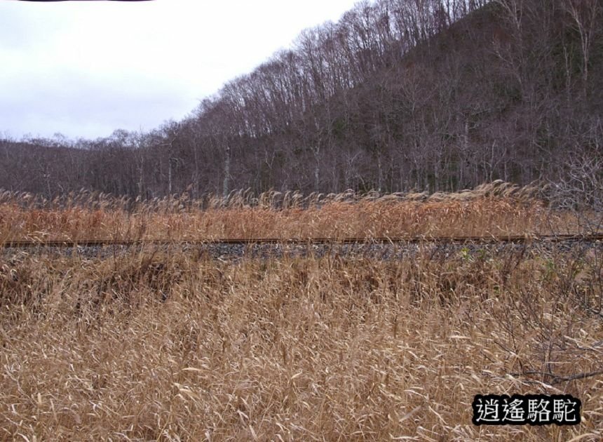 細岡旅客休息區-日本駱駝