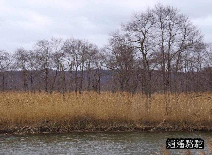 細岡旅客休息區-日本駱駝