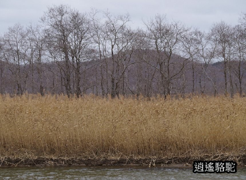 細岡旅客休息區-日本駱駝