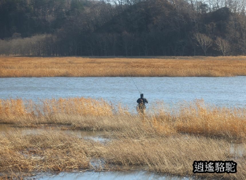 花咲線之旅-日本駱駝