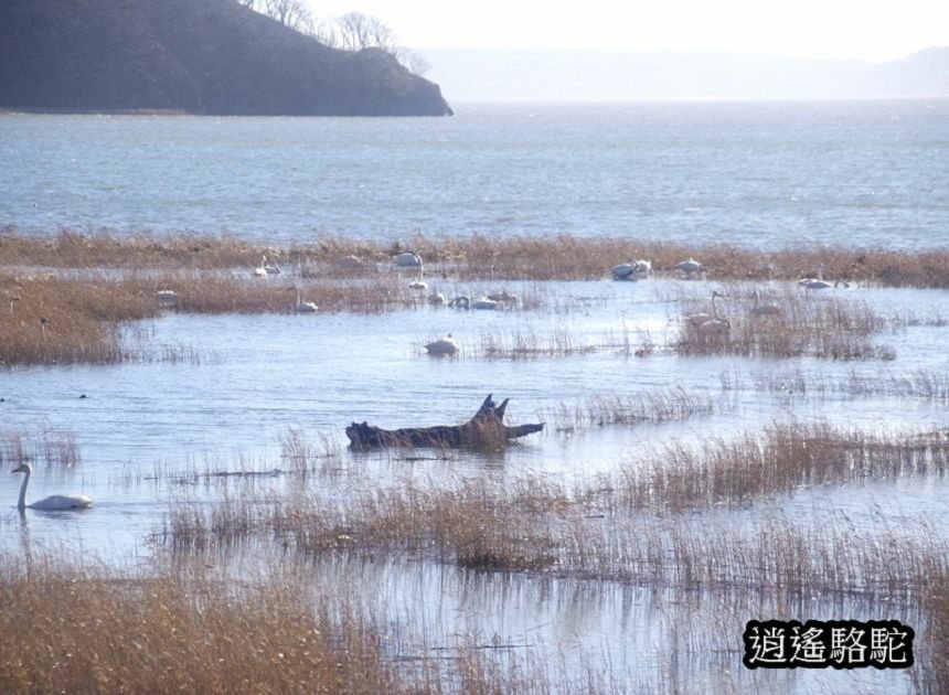 花咲線之旅-日本駱駝