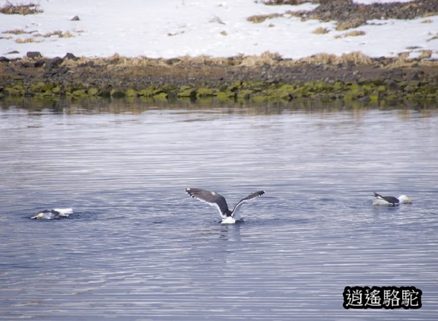 流冰街道網走道路休息站-日本駱駝