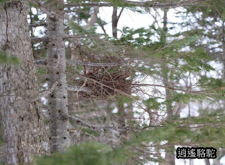 知床雪鞋漫步-日本駱駝