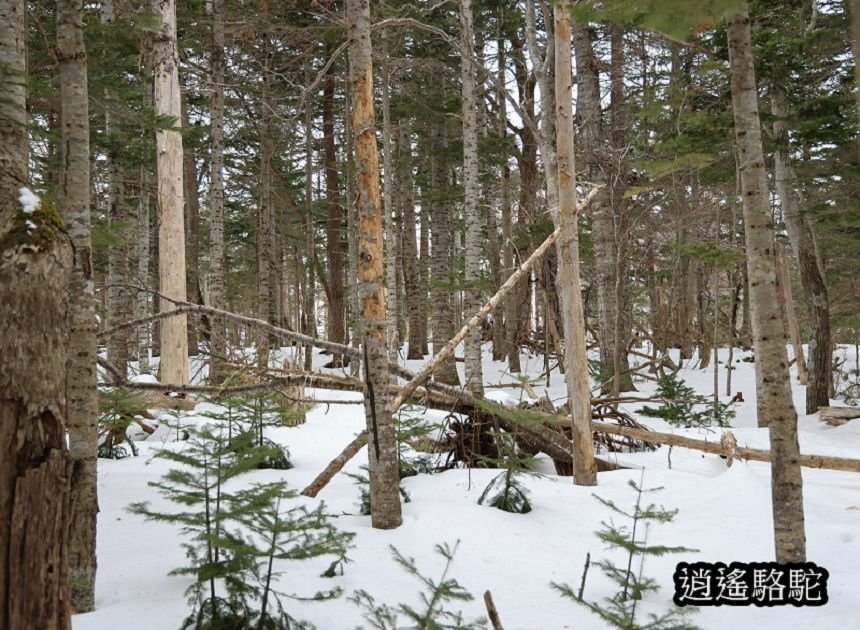 知床雪鞋漫步-日本駱駝