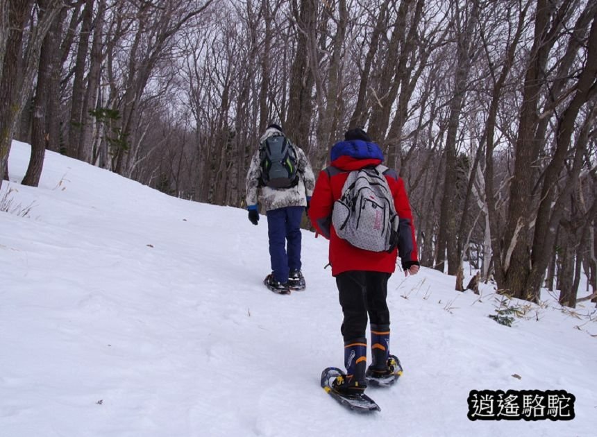 知床雪鞋漫步-日本駱駝