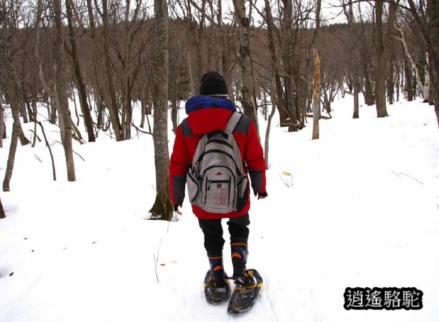 知床雪鞋漫步-日本駱駝