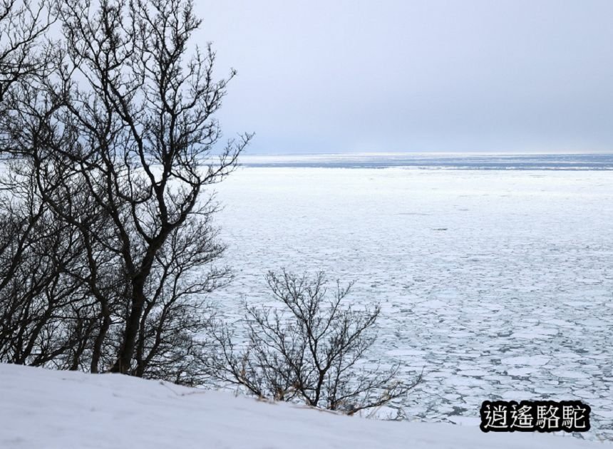 知床雪鞋漫步-日本駱駝