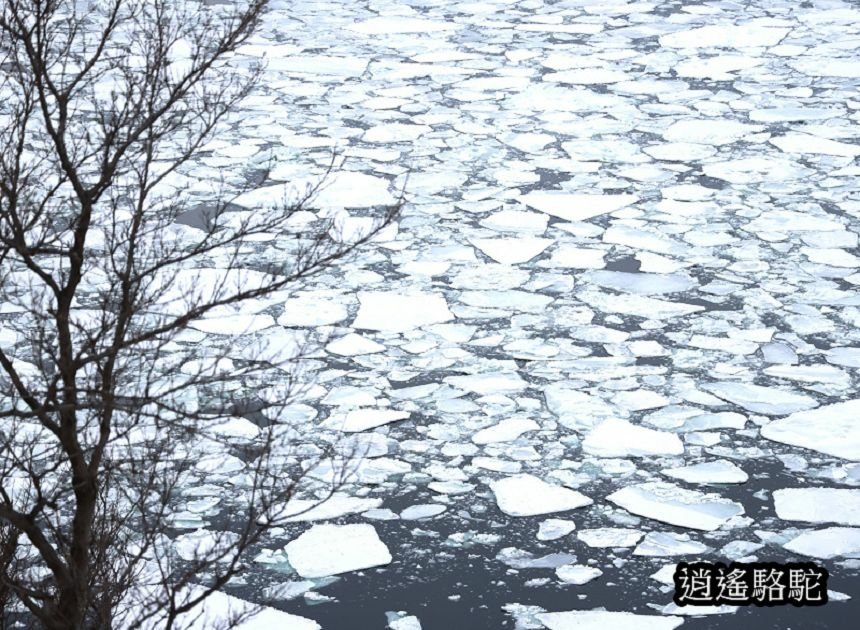 知床雪鞋漫步-日本駱駝