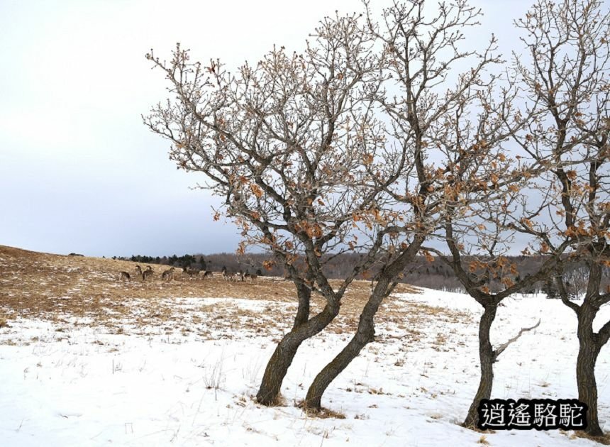 知床雪鞋漫步-日本駱駝