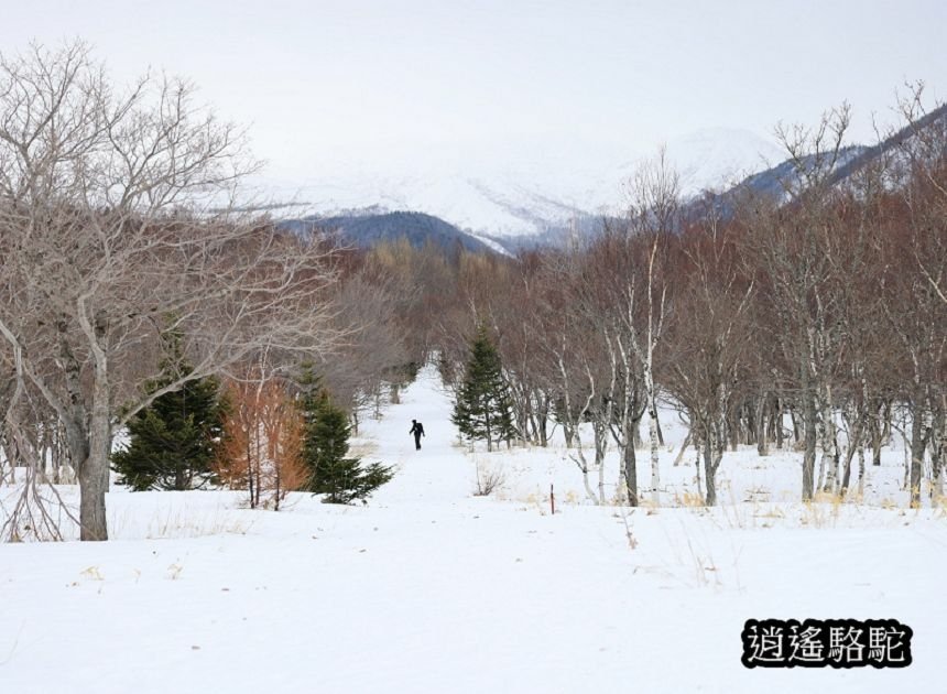 知床雪鞋漫步-日本駱駝