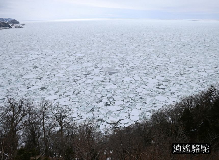 普尤尼海角(プユニ岬)-日本駱駝