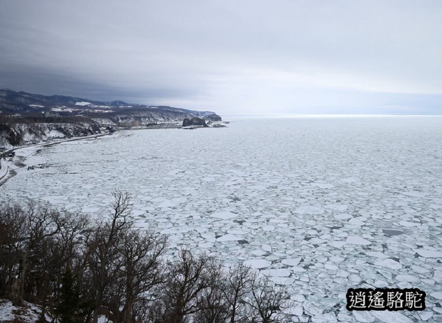 普尤尼海角(プユニ岬)-日本駱駝