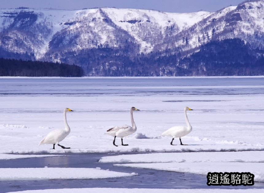 屈斜路湖砂湯-日本駱駝