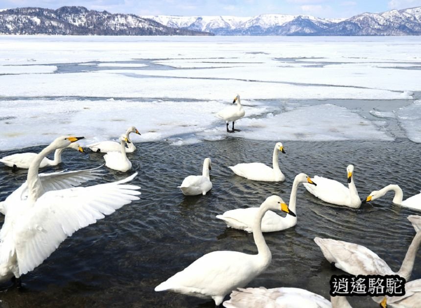 屈斜路湖砂湯-日本駱駝