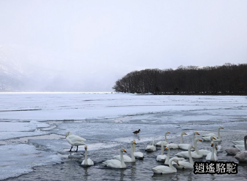 屈斜路湖砂湯-日本駱駝