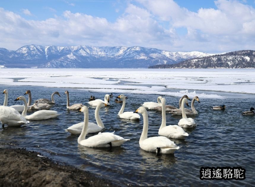 屈斜路湖砂湯-日本駱駝