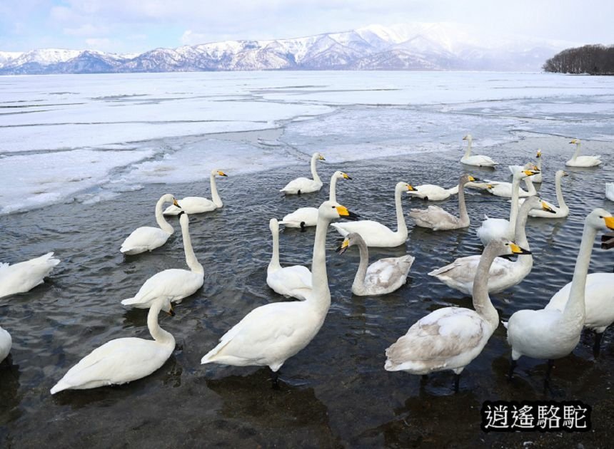 屈斜路湖砂湯-日本駱駝